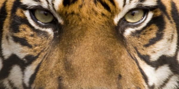 Welcome To The Year Of The Tiger: If You Want To Win, You Have To Live Dangerously